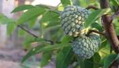 Custard Apple Leaves: సీతాఫలమే కాదు..ఆకుల్లో కూడా అద్భత ఔషధ గుణాలు