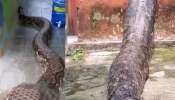 World Biggest Snake: ప్రపంచంలోనే అతిపెద్ద పాము.. ఎందరో మనుషులను మింగేసింది! వీడియో చూస్తే వణికిపోవడం పక్కా 