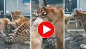 Tiger Dog Viral Video: పులి చెవి కొరికేసిన కుక్క.. పక్కనే సింహం! ఫన్నీ వీడియో