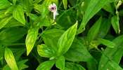 Herbal Plant: ఈ ఒక్క మొక్క చాలు కేన్సర్ సహా 5 ప్రాణాంతక వ్యాధులకు చెక్ చెప్పవచ్చు