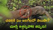 Viral Video: ముంగిస పై దాడికి దిగిన కోమొడో.. చివరికి ఏం జరిగిందో తెలుసా? చూస్తే ఆశ్చర్యపోక తప్పరు!