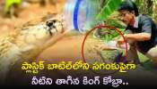 Giant King Cobra Drinks Water: ప్లాస్టిక్ బాటిల్‌లోని సగంకుపైగా నీటిని తాగిన కింగ్ కోబ్రా..వీడియో తెగ వైరల్..
