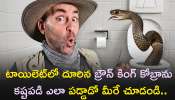King Brown Snake: టాయిలెట్‌లో దూరిన బ్రౌన్ కింగ్ కోబ్రాను కష్టపడి ఎలా పడ్డాడో మీరే చూడండి..