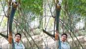 Viral Video: అంత భయంకరమైన పామును ఎలా పట్టేశావయ్యా.. కింగ్ కోబ్రా వైరల్ వీడియో చూశారా..!