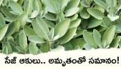 Sage Leaves Uses: అద్భుతమైన ఔషధ గుణాలు కలిగిన సేజ్ ఆకులు.. అమృతంతో సమానం!