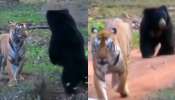 Bear vs Tiger: అట్లుంటదీ మరీ.. పెద్దపులికి చుక్కలు చూపించిన ఎలుగుబంటి.. వైరల్ గా మారిన వీడియో..