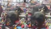 Bull fighting video: వామ్మో.. బట్టల షాపులోకి దూరి కుమ్ముకున్న ఎద్దులు.. వీడియో వైరల్..