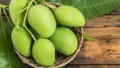 Raw Mango Benefits: పచ్చి మామిడి పండు తీసుకోవడం వల్ల కలిగే అద్భుత లాభాలు ఇవే..!