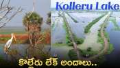 Kolleru Lake: కొల్లేరు లేక్‌ అందాలు.. తప్పకుండా చూడాల్సిన ప్రదేశాలు ఇవే!