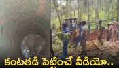 Baby Elephant Fell Into Well: కంటతడి పెట్టించే వీడియో.. 30 అడుగుల బావిలో ఏనుగు పిల్ల నరకయాతన.. వీడియో వైరల్‌..!