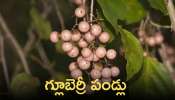 Glue Berry: గ్లూబెర్రీ పండ్లు వందల సమస్యలకు  ఔషధం.! 