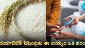 Samba Masuri Rice: డయాబెటిక్ పేషెంట్లకు ఈ బియ్యం ఒక వరం! ఎందుకంటే?