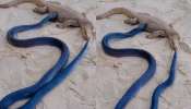 Snake vs Lizard: మానిటర్ బల్లిని కసితీరా కాటు వేసిన నల్ల పాము.. షాకింగ్ వీడియో వైరల్..