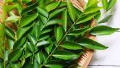  Curry Leaves Uses: కరివేపాకును తీసిపారేయకండి.. ప్రయోజనాలు తెలిస్తే షాక్ అవ్వడం ఖాయం