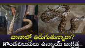 Python Floods Video: వామ్మో.. హైదరాబాద్ వరదల్లో కొండచిలువ.. వీడియో ఇదే..