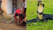 king cobra: బాప్ రే..  ఇంట్లో 11 అడుగుల భారీ కింగ్ కోబ్రా.. వణికిపోయిన స్నేక్ రెస్క్యూ టీమ్.. షాకింగ్ వీడియో వైరల్..