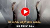 King Cobra Video: బాప్‌రే ఇలాంటి గిరి నాగును జన్మలో చూసి ఉండరు.. ఫుల్‌ వీడియో ఇదే..