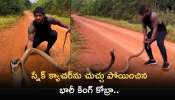 King Cobra Highly Viewed Video: స్నేక్‌ క్యాచర్‌ను చుచ్చు పోయించిన భారీ కింగ్ కోబ్రా.. వీడియో చూసి షాక్‌ అవ్వకండి..