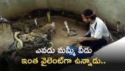 Snake Show Latest Viral Video: ఎవడు మమ్మీ వీడు ఇంత వైలెంట్‌గా ఉన్నాడు.. కింగ్‌ కోబ్రాతో వ్యక్తి హల్‌ చల్‌ వీడియో వైరల్‌!