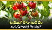  Tomatoes Facts: టామోటో రోజు తింటే ఏం జరుగుతుందో తెలుసా?