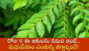 Health Tips Telugu: రోజు 6 ఈ ఆకులను నమిలి తింటే.. మధుమేహం ఎంతున్న తగ్గాల్సిందే!