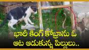 King Cobra Vs Cats: భారీ కింగ్‌ కోబ్రాను ఓ ఆటాడుకున్న చిన్న పిల్లులు.. చివరి ఏం జరిగిందంటే?