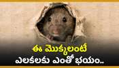 Rats Away: ఈ మొక్కలంటే ఎలకలకు ఎంతో భయం.. ఇవి మీ ఇంటి ముందు ఉంటే ఎలకల బెడదకు చెక్..