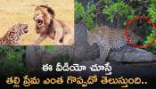 Leopard Mother Video: ఈ వీడియో చూస్తే తల్లి ప్రేమ ఎంత గొప్పదో తెలుస్తుంది.. అమ్మకు ప్రేమతో ..!