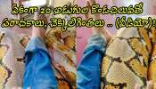 Scary Python Video: ఏం గుండె రా నాయనా నీది.. ఏకంగా 20 అడుగుల కొండచిలువతో పరాచకాలు, చెక్కిలిగింతలు .. (వీడియో)!