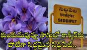 Saffron Cultivation: కుంకుమపువ్వు సాగులో కాశ్మీర్‌కు పోటీగా సిద్ధమైన సిద్దిపేట్.. కేజీకి ధరెంతో తెలిస్తే షాక్ అవుతారు!