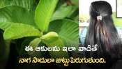 Guava Leaves: ఈ ఆకులను ఇలా వాడితే జుట్టు ఒత్తుగా.. నాగ సాదులా జుట్టు పెరుగుతుంది.!