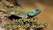 Lizards: బల్లి కొరికితే ఏమవుతుందో తెలుసా? ఇంట్లో బల్లులు ఉన్నవారు తప్పకుండా తెలుసుకోండి..