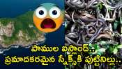 Snake Island: పాముల ఐస్లాండ్.. ప్రమాదకరమైన స్నేక్స్‌కి పుట్టినిల్లు.. ఈ దీవిపై వెళ్లే పక్షులకు కూడా ప్రమాదమే!