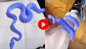 Blue Snake Video Watch: ప్రపంచంలోనే అందమైన పాము.. వీడియో చూస్తే మీరే అంటారు..