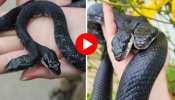 Rare Snake Viral Video: ఒక పాముకు రెండు తలలు.. ఇది చేసే పనులే వేరు.. వీడియో చూస్తే మీకే ఆర్థవముతుంది!