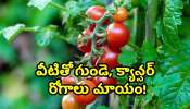 Cherry Tomatoes Benefits: ఇలాంటి టమాటోలు దొరికితే వదలకండి.. వీటితో గుండె, క్యాన్సర్‌ రోగాలు మాయం!