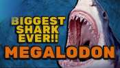 Megalodon Shark: ప్రపంచంలోనే అతిపెద్ద షార్క్‌ శాస్త్రవేత్తలను సైతం వణికించింది..!