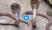 Huge King Cobra Watch Video: వీడే అసలైన మగాడ్రా బామ్మర్ది.. 10 అడుగుల కింగ్ కోబ్రాను ఉత్తి చేతులతో పట్టుకున్నాడు.. వీడియో చూశారా?