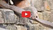 Very Angry King Cobra Video: తనను తాను తింటున్న 10 అడుగుల కింగ్‌ కోబ్రా.. భయపడకుండా వీడియో చూడండి!