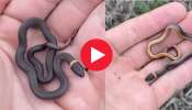 Rare Cute Baby Snake Video: ప్రపంచంలో అతి చిన్న అరుదైన క్యూట్ పాము.. వీడియో చూస్తే మీరు కూడా క్యూట్‌ అంటారు!