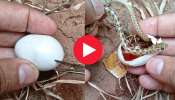 Snake Eggs Video: పాము గుడ్డును రెండు ముక్కలు చేసి.. ఏం చేసాడంటే.. వీడియో చూసే ధైర్యం ఉందా?