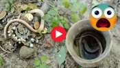 Treasure With Snake Video: బంగారు చెంబులో నుంచి బయటికి వచ్చిన పాము.. వీడియో చూస్తే మీకే అర్థమవుతుంది..