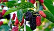 Mulberry Vs Diabetes: షుగర్‌ను నార్మల్‌ చేయడంలో ఈ పండు అమూల్యమైనది..!