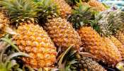 Pineapple: చలికాలంలో వచ్చే  జలుబు, దగ్గుకు ఈ పండు దివ్యౌషధం...