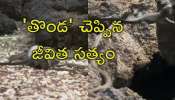 Snakes Attack Video: పాముల దండయాత్ర.. చిక్కినట్టే చిక్కి తుర్రుమన్న &#039;తొండ&#039;