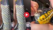 King Cobra Shed Video Watch: 5 అడుగుల కింగ్‌ కోబ్రా కుబుసాన్ని తొలిచేసిన యువకుడు.. వీడియో చూస్తే ఆశ్చర్యపోతారు!