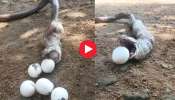 King Cobra Laid Eggs Video Watch: నోట్లో నుంచి గుడ్లు పెట్టిన కింగ్‌ కోబ్రా.. వీడియో చూసి భయపడకండి..