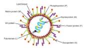 HMPV Symptoms: హెచ్ఎంపీవీ వైరస్ అంటే ఏంటి, ఎలా వ్యాపిస్తుంది, లక్షణాలేంటి