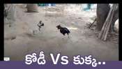 French Bulldog Vs Black Rooster: కోడి Vs కుక్క.. వీడియో చూస్తే పడి పడి నవ్వడం ఖాయం!