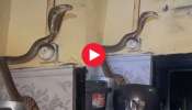 Huge King Cobra Video: పప్పు డబ్బాల్లో నుంచి బయటికి వచ్చిన భారీ కింగ్ కోబ్రా.. ఈ వీడియో అస్సలు భయపడకండి!